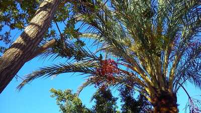 Ref:Ans380 Commercial For Sale in Maspalomas